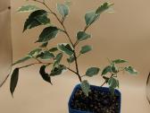 Margalapis fikusas (Ficus Benjamina) – didesnis ka - nuotraukos Nr. 3