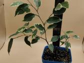 Margalapis fikusas (Ficus Benjamina) – didesnis ka - nuotraukos Nr. 4