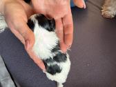 Byver (Bywer) Biever Terrier Berniukai - nuotraukos Nr. 27