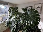 Monstera Deliciosa