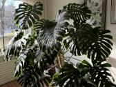 Monstera Deliciosa - nuotraukos Nr. 2
