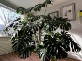 Monstera Deliciosa - nuotraukos Nr. 3