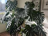 Monstera Deliciosa - nuotraukos Nr. 4