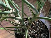 Monstera Deliciosa - nuotraukos Nr. 5