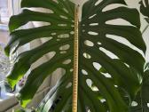 Monstera Deliciosa - nuotraukos Nr. 6