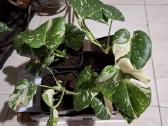 Monsteros Thai - nuotraukos Nr. 21