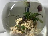 Burbulas akvariumas - nuotraukos Nr. 2