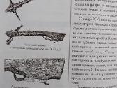 Ginklų istorija: lankai ir arbaletai - nuotraukos Nr. 6
