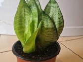 Sanseveria Hahnii