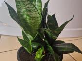Sanseveria Hahnii - nuotraukos Nr. 2