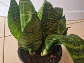Sanseveria Hahnii - nuotraukos Nr. 3