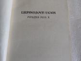 Liepsnojanti ugnis - nuotraukos Nr. 2