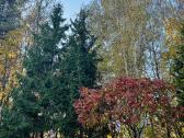 Erdvus butas su terasa pušynų apsuptyje - nuotraukos Nr. 24