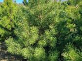 Parduodamos juodosios pušys (Pinus nigra)
