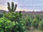 Parduodamos juodosios pušys (Pinus nigra) - nuotraukos Nr. 2
