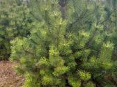 Parduodamos juodosios pušys (Pinus nigra) - nuotraukos Nr. 3