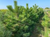 Parduodamos juodosios pušys (Pinus nigra) - nuotraukos Nr. 4
