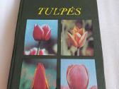 Tulpės