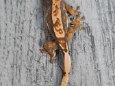 Crested gecko
