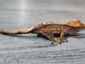 Crested gecko - nuotraukos Nr. 2