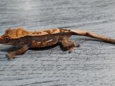 Crested gecko - nuotraukos Nr. 3