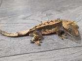 Crested gecko - nuotraukos Nr. 4