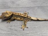Crested gecko - nuotraukos Nr. 5