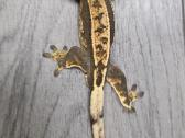 Crested gecko - nuotraukos Nr. 6