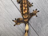 Crested gecko - nuotraukos Nr. 7