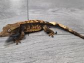 Crested gecko - nuotraukos Nr. 8
