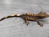 Crested gecko - nuotraukos Nr. 9