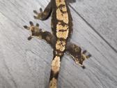 Crested gecko