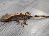 Crested gecko - nuotraukos Nr. 2