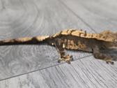 Crested gecko - nuotraukos Nr. 3