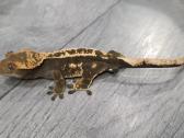 Crested gecko - nuotraukos Nr. 5