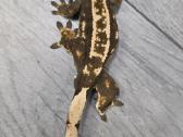 Crested gecko - nuotraukos Nr. 6