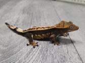 Crested gecko - nuotraukos Nr. 7