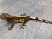 Crested gecko - nuotraukos Nr. 5