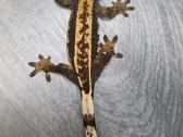 Crested gecko - nuotraukos Nr. 6