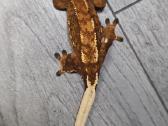 Crested gecko - nuotraukos Nr. 7