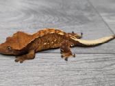 Crested gecko - nuotraukos Nr. 8