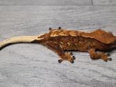 Crested gecko - nuotraukos Nr. 9