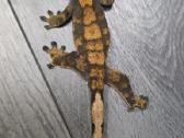 Crested gecko - nuotraukos Nr. 10