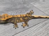Crested gecko - nuotraukos Nr. 11