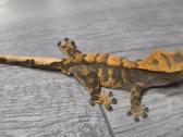 Crested gecko - nuotraukos Nr. 12