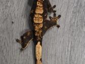 Crested gecko - nuotraukos Nr. 13