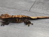 Crested gecko - nuotraukos Nr. 14