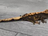 Crested gecko - nuotraukos Nr. 15