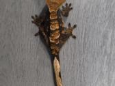 Crested gecko - nuotraukos Nr. 16