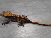 Crested gecko - nuotraukos Nr. 17